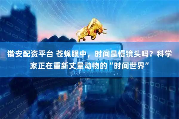 锴安配资平台 苍蝇眼中，时间是慢镜头吗？科学家正在重新丈量动物的“时间世界”