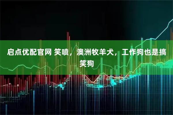 启点优配官网 笑喷，澳洲牧羊犬，工作狗也是搞笑狗
